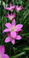 pink flowers on green background