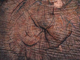 beautiful background texture saw cut old wood