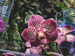 beautiful flower of exotic vanda orchid in a greenhouse