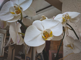 beautiful exotic orchid flower in the greenhouse