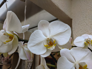 beautiful exotic orchid flower in the greenhouse