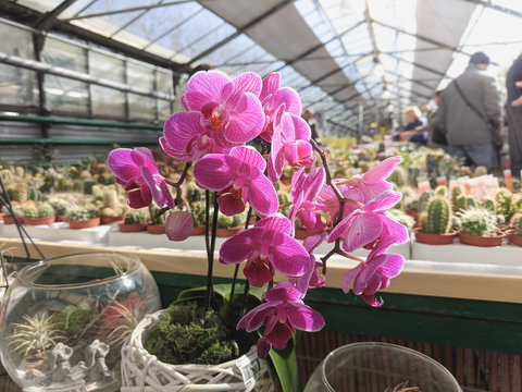 beautiful flower of exotic vanda orchid in a greenhouse