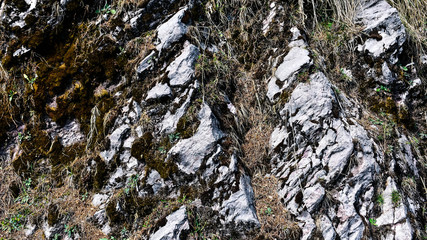Fototapeta na wymiar pine tree in mountains