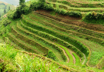 rice terraces in China
