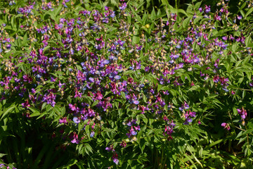 lathyrus vernus or spring vetchling in bloom, spring pea with tiny purplish-red flowers