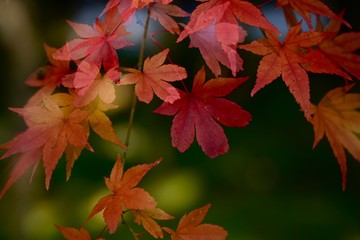 multiple red maple leaves in autumn