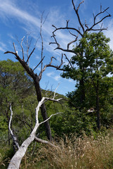 Wyspa Magnetic Island , QLD, Australia
