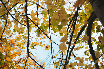 Green and yellow leaves on a cloudy day