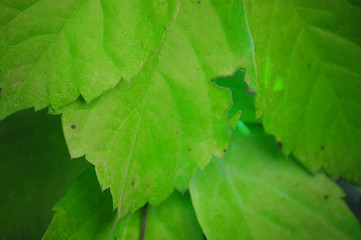 Green leaves spring with nature background