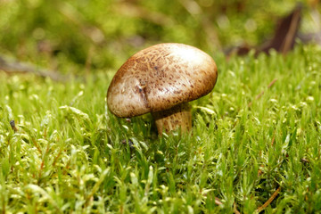 Лесной гриб