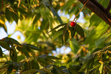 The red fruit ball contrasts with the green of the leaves.