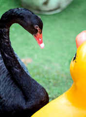 Fototapeta premium The black swan is interested, looking at the yellow duck statue