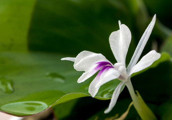 Fototapeta na wymiar Freshness green leaves and white petal of Aromatic ginger flower