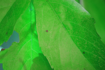 Green leaves spring with nature background