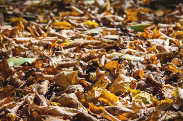 Abstract background of yellow autumn oak leaves lie curled up on the ground. Soft focus real forest. Habitat foliage