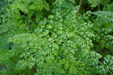Green natural fern looking like a beautiful background, amazing power of nature
