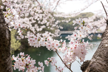 cherry blossom in spring