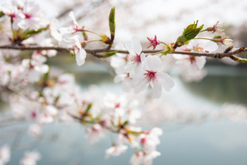 cherry blossom
