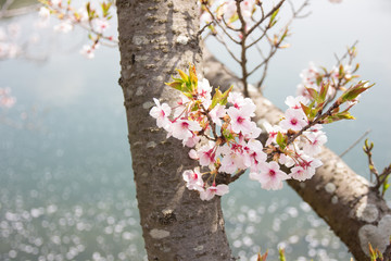 cherry blossom