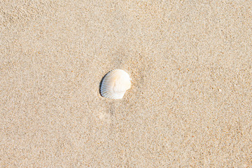 Fototapeta na wymiar Shells on the beautiful sandy beaches.