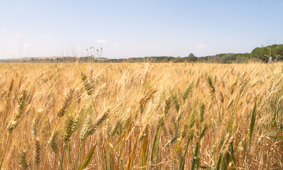 Golden wheat spike growing. Organic and healthy. flour and bread