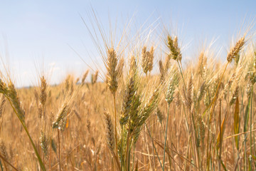 Golden wheat spikes growing. Organic and healthy. flour and bread