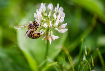 Close-up macro honey bee on flower.