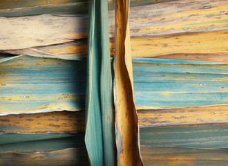 Organic abstract, bamboo leaves close-up