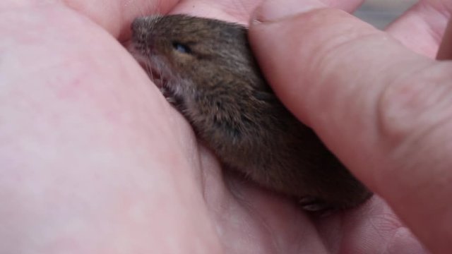 a man strokes a finger sitting on his palm cute animal forest mouse