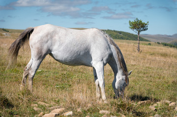 Obraz na płótnie Canvas Wildly grazing white horse on an alpine pasture of the North Caucasus. Farm Mining Concept