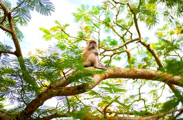 Monkey sitting calmly and lonely on a branch in the morning