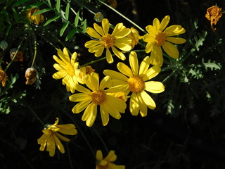 Yellow daisy, or Euryops pectinatus flowers