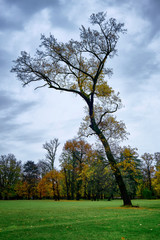 Obraz premium Scenic big single tree