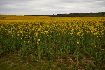 Rapeseed crops near Braidwood, New South Wales, Australia