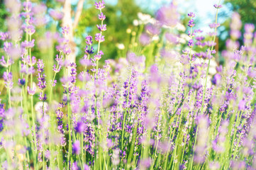 lavender field sunny summer mood with herbs closeup background