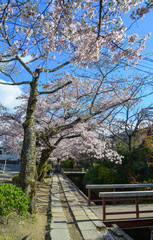 Cherry blossom (hanami) in Kyoto, Japan