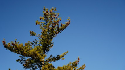 Trinity Park in Toronto