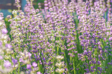 Fototapeta premium lavender field sunny mood closeup background
