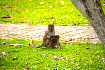 The monkeys live together as a family, warm and happy