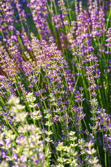 Naklejka premium lavender field closeup background
