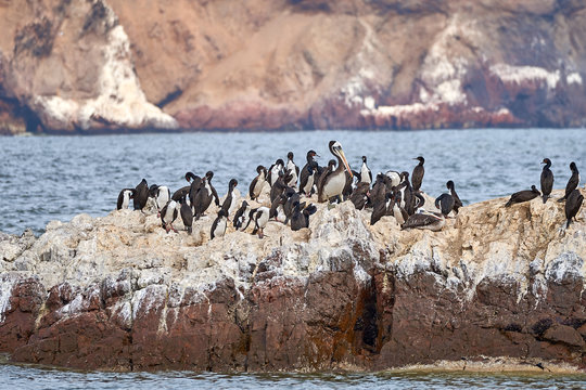 Pelicanos en la reserva nacional de paracas , ica , Peru