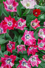 tulips in spring field