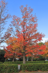 Fototapeta premium Autumn leaves of sweetgun