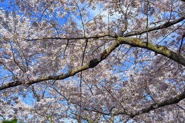 Cherry blossom (hanami) in Kyoto, Japan