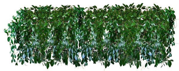 Panorama of thickets of tropical ivy, vines, Hoya isolated on a white background.