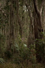 Spanish Moss on Live Oak trees