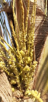 Manggar - Coconut Flower