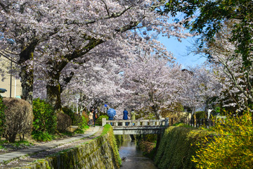 Fototapeta na wymiar Cherry blossom (hanami) in Kyoto, Japan