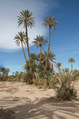 palm trees in the desert