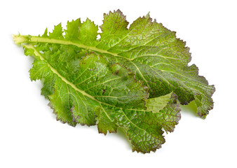Mustard leaf. Hybrid for salads. Isolated on white background